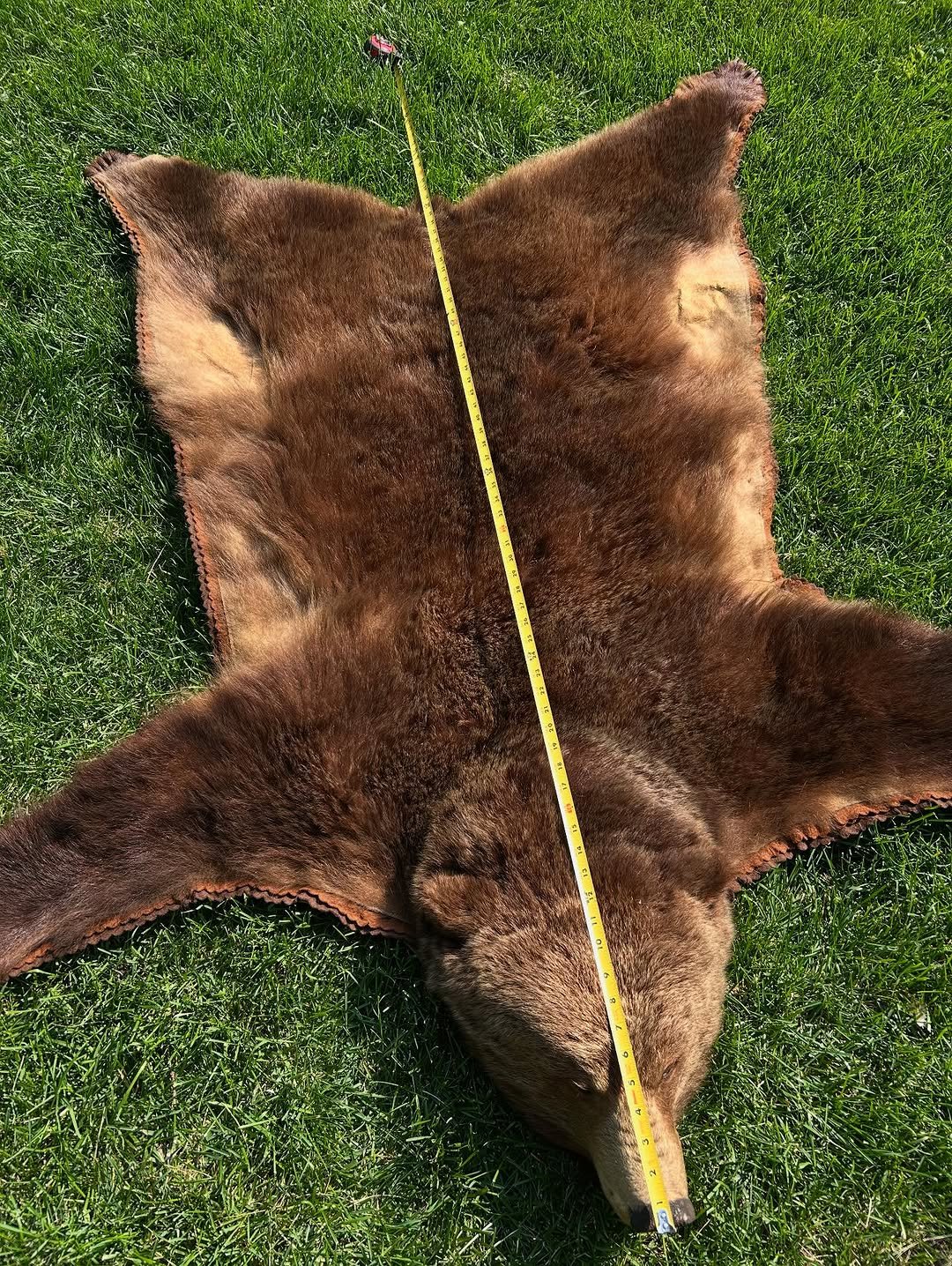 Big beautiful grizzly bear skin rug. Vintage (1970s-1980s), and in great shape. Double felted in shades of brown. Very professional work, with gorgeous golden-tipped fur so thick you can loose a hand in it! - Image 2
