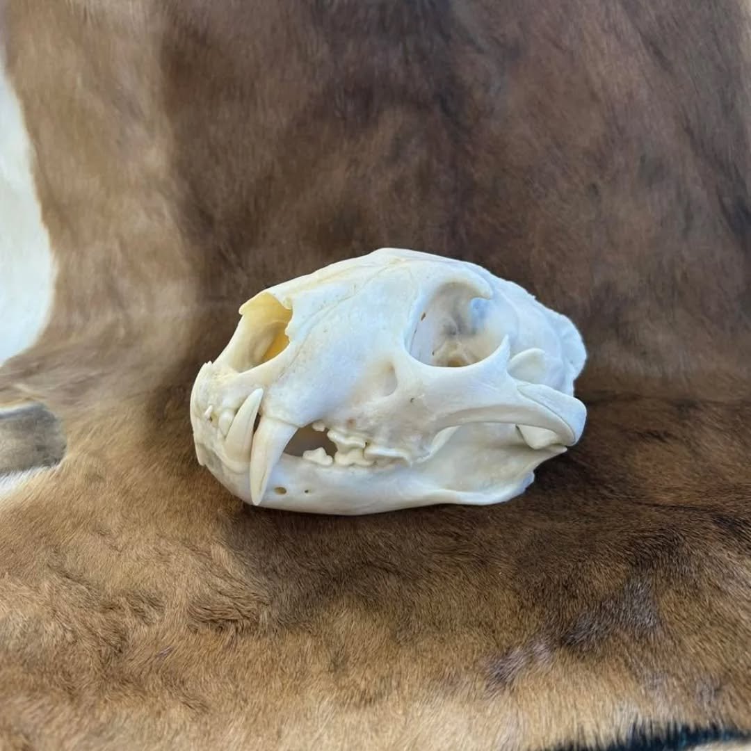 leopard skull Some interesting facts on leopards: they are very solitary creatures, only socializing during mating season and when a mother has cubs. Many folks confuse leopards and jaguars - leopards can be found in Africa and Asia, whereas jaguars are found in South and Central America. Another way to spot the difference is with just that…their spots! Jaguars have rosettes with a distinct spot in the middle, whereas leopards have rosettes without that spot in the middle. - Image 2