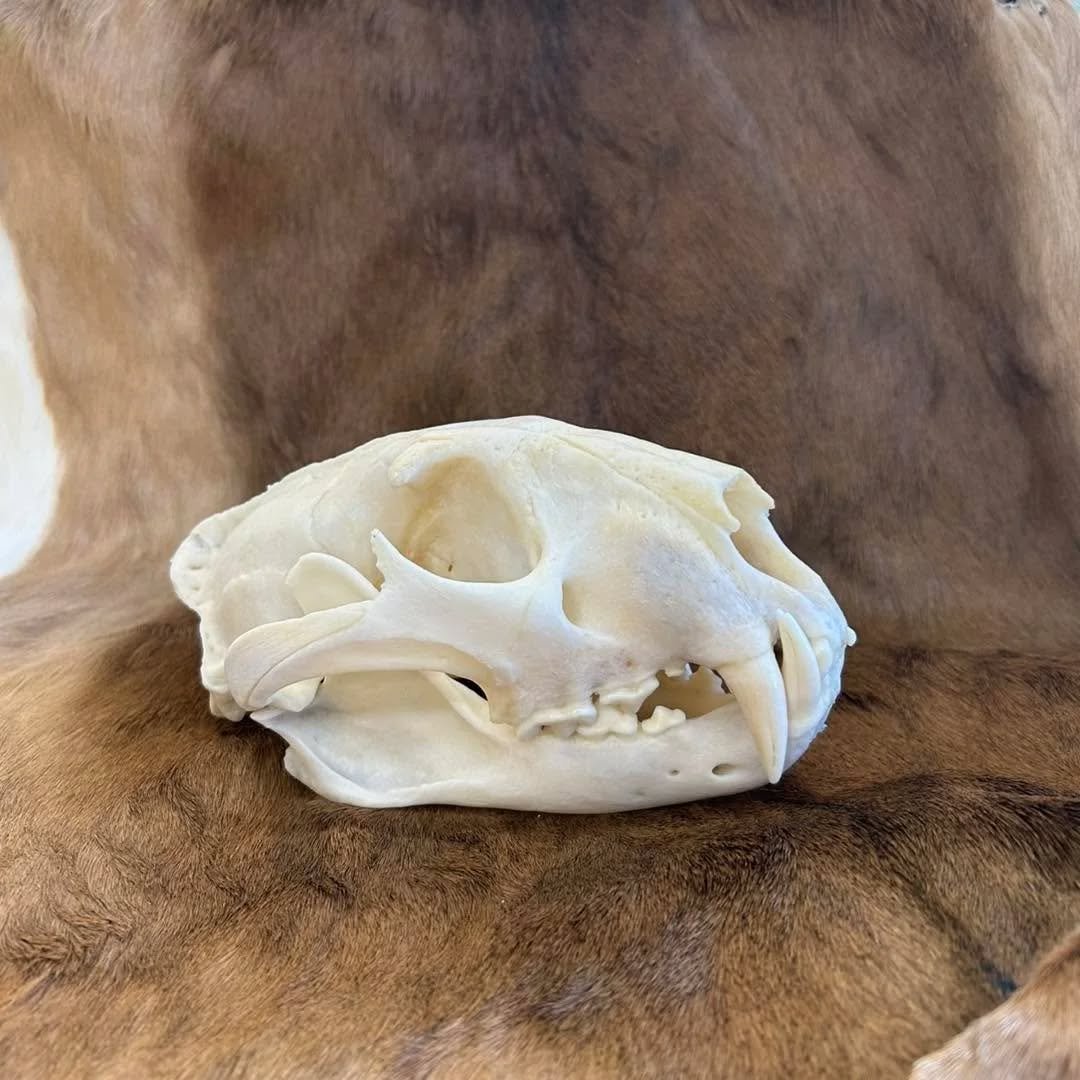 leopard skull Some interesting facts on leopards: they are very solitary creatures, only socializing during mating season and when a mother has cubs. Many folks confuse leopards and jaguars - leopards can be found in Africa and Asia, whereas jaguars are found in South and Central America. Another way to spot the difference is with just that…their spots! Jaguars have rosettes with a distinct spot in the middle, whereas leopards have rosettes without that spot in the middle.