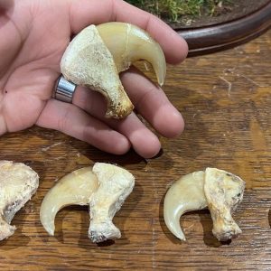 massive African Lion Dew claws