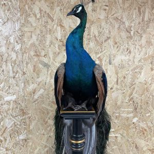 Taxidermy Peacock